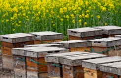 蜜蜂養殖春季管理