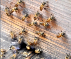 蜜蜂習性