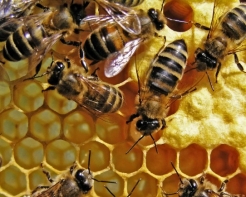 蜜蜂習性-2